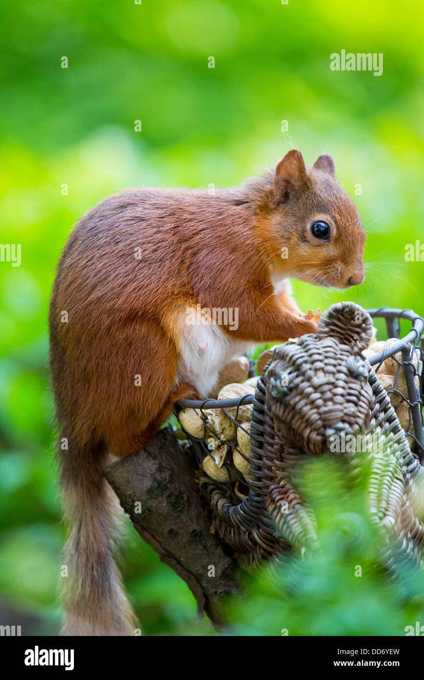 British Red Squirrel Stock Photo - Alamy