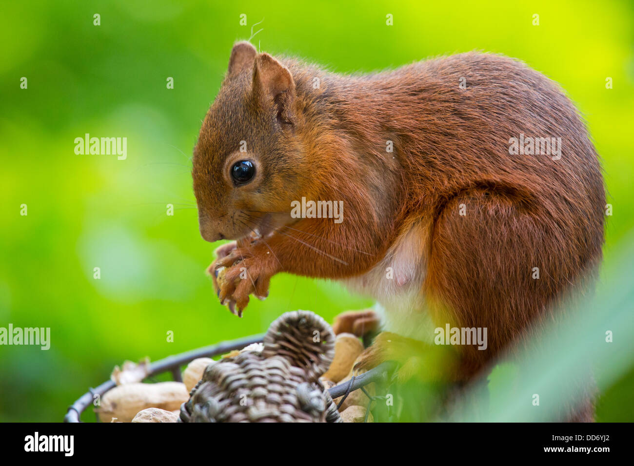 British Red Squirrel Stock Photo - Alamy