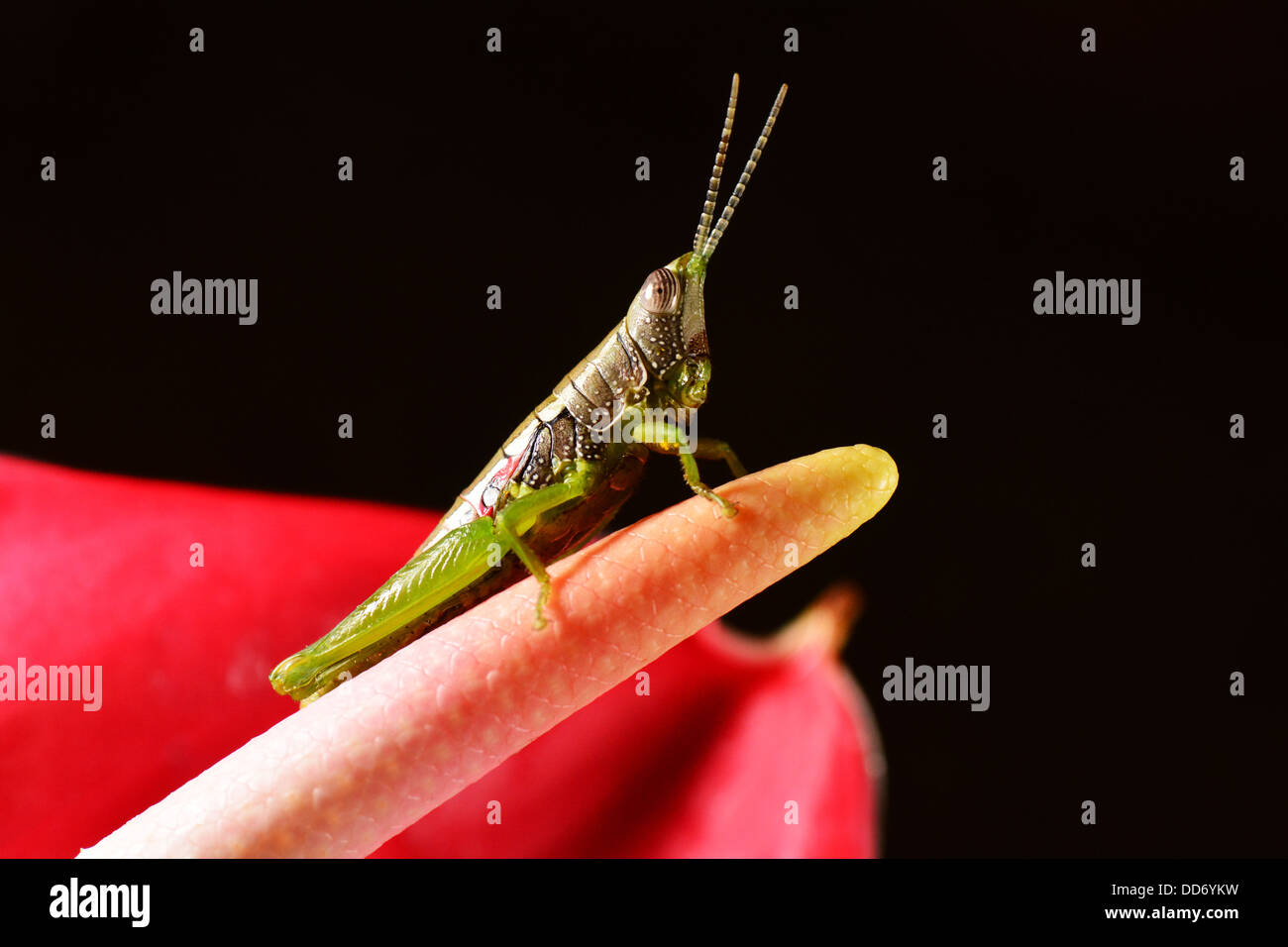 Grasshopper on Anthurium flower Stock Photo