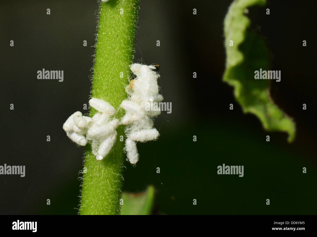 Insect eggs hires stock photography and images Alamy
