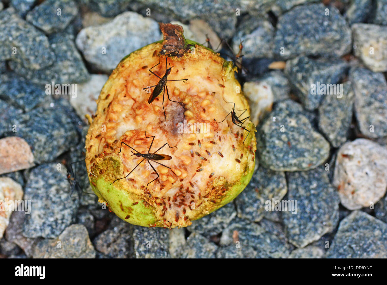 A fallen guava fruit covered with fruit flies Stock Photo