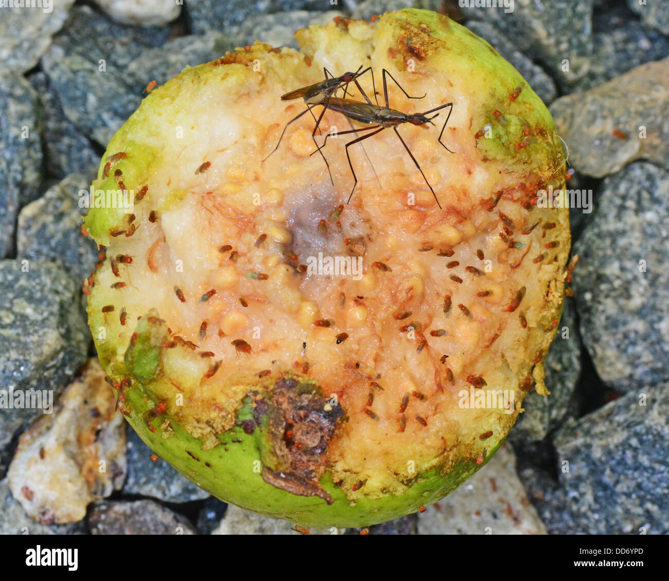 A fallen guava fruit covered with fruit flies Stock Photo