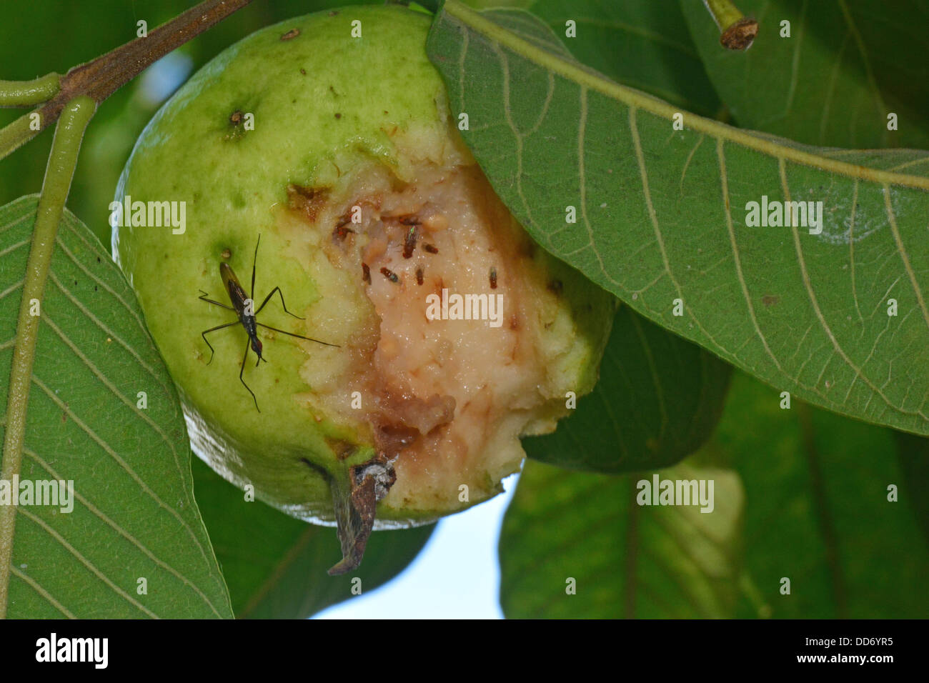 Fruit flies feeding on damaged guava fruit still on the tree Stock