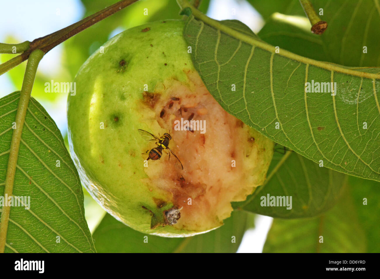 Fruit flies feeding on damaged guava fruit still on the tree Stock