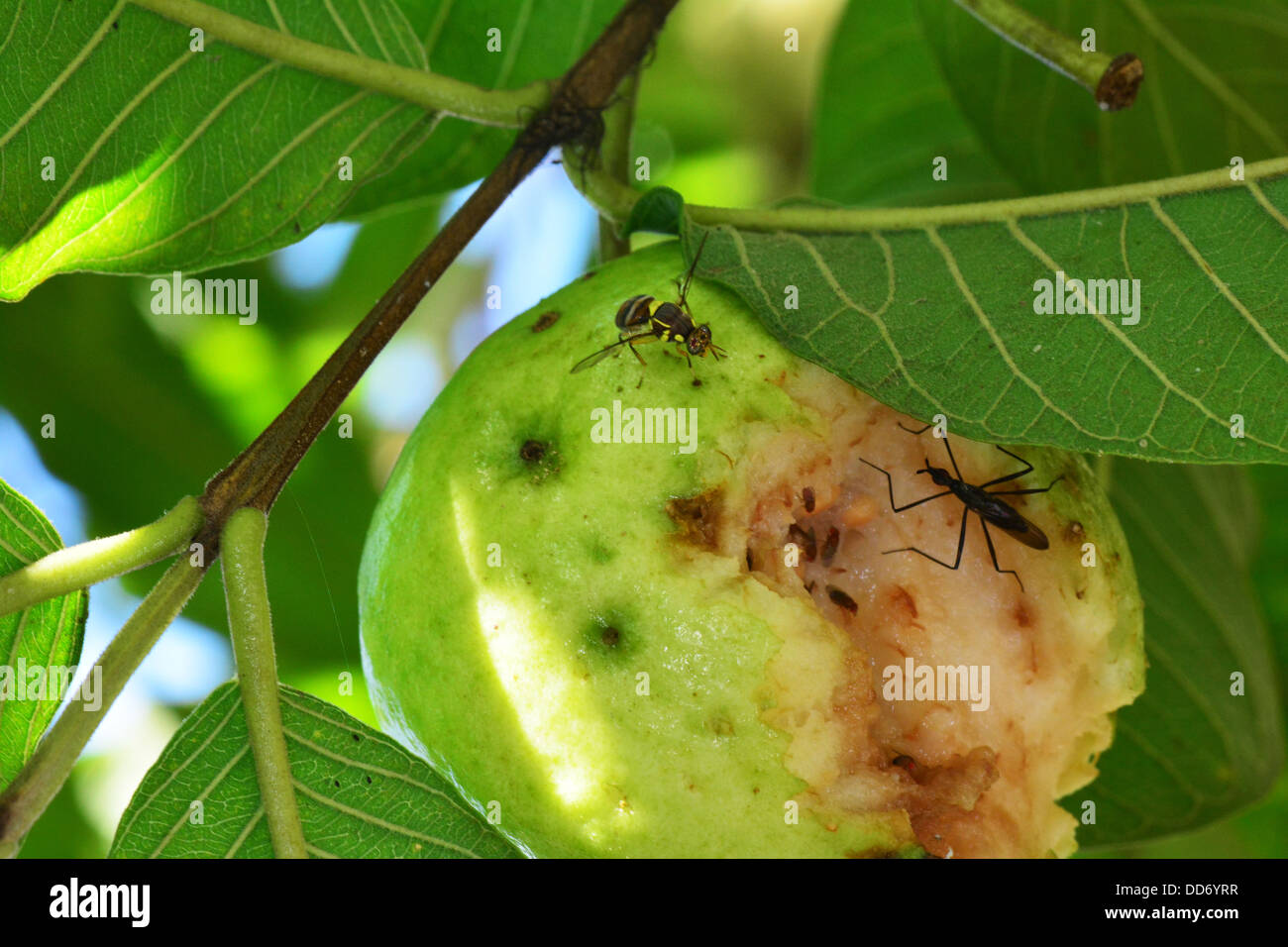 Fruit flies feeding on damaged guava fruit still on the tree Stock