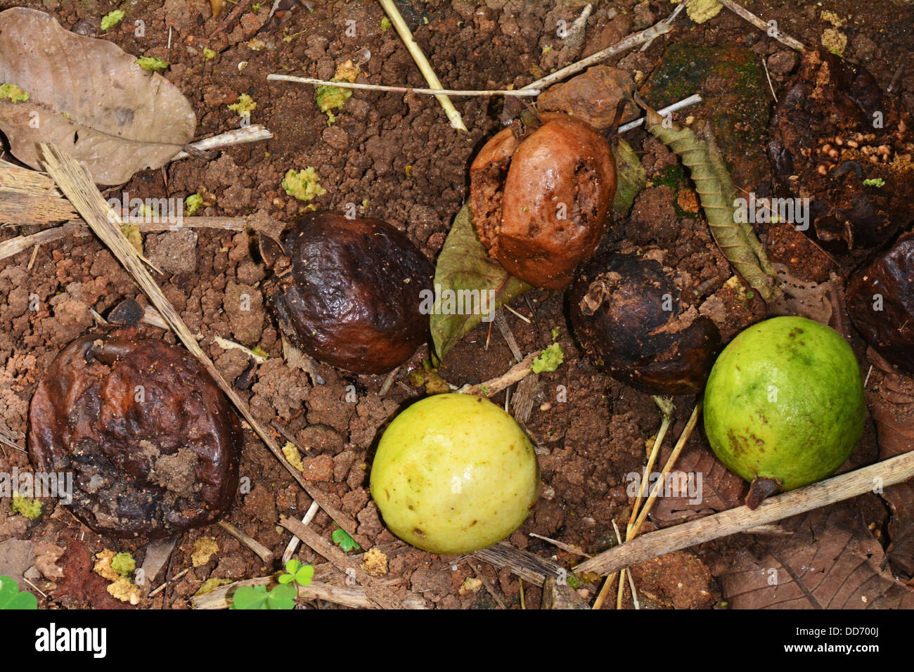 Decomposing guava fruits Stock Photo