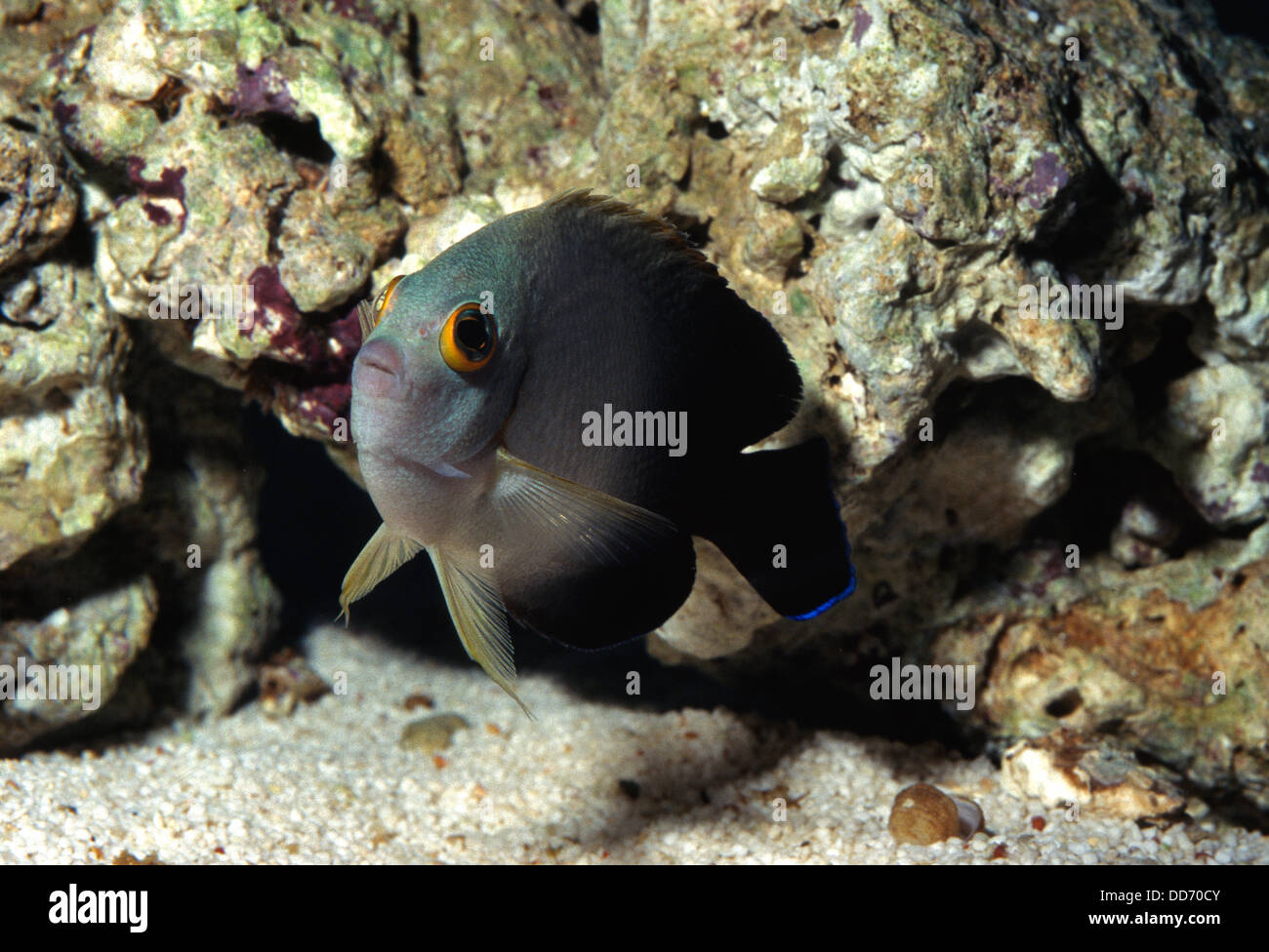 Pearl-Scaled Angelfish, Centropyge vroliki, Pomacanthidae, Indo-Pacific Ocean Stock Photo