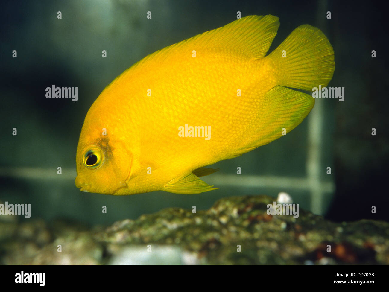 Yellow Angelfish, Centropyge heraldi, Pamacanthidae, Pacific Ocean, Stock Photo