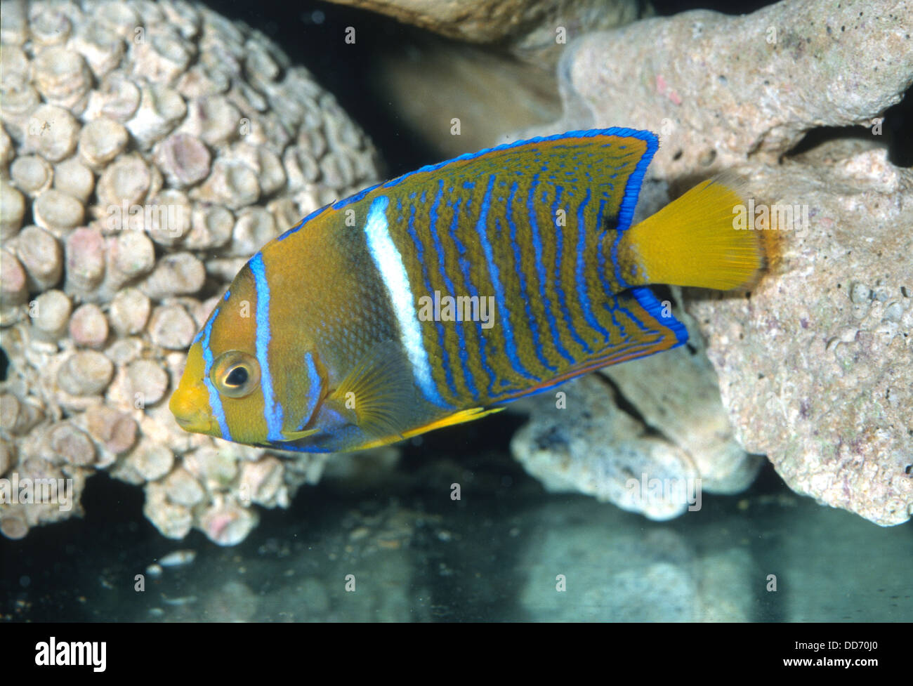 Young Passer Angelfish or King Angelfish, Holacanthus passer,  Pamacanthidae, Eastern Pacific Ocean Stock Photo