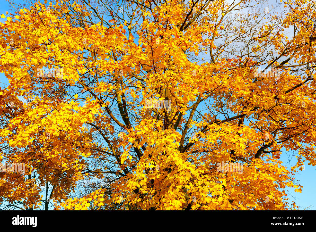 Autumn leaves over blue sky Stock Photo