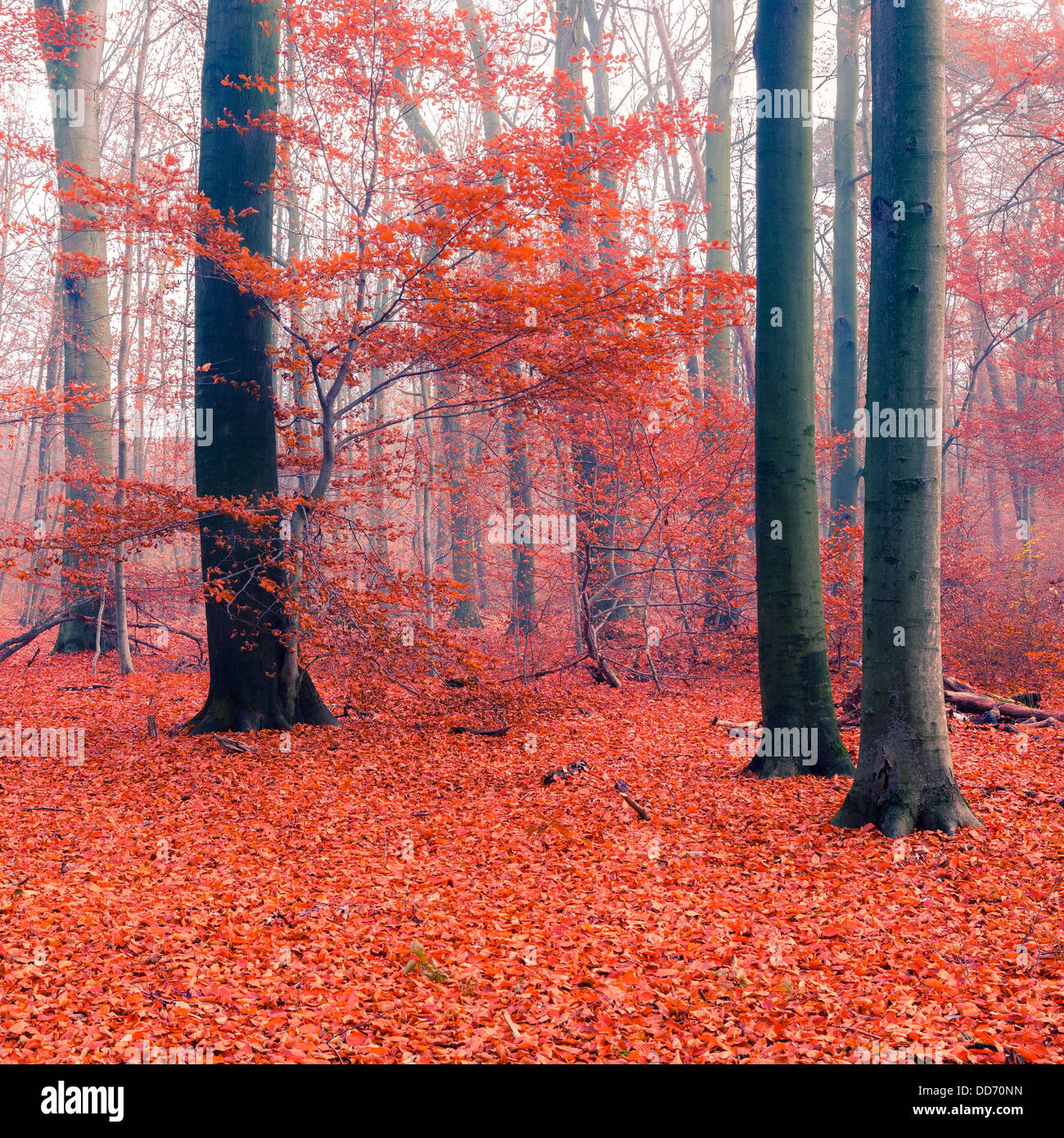 Foggy autumn forest Stock Photo - Alamy