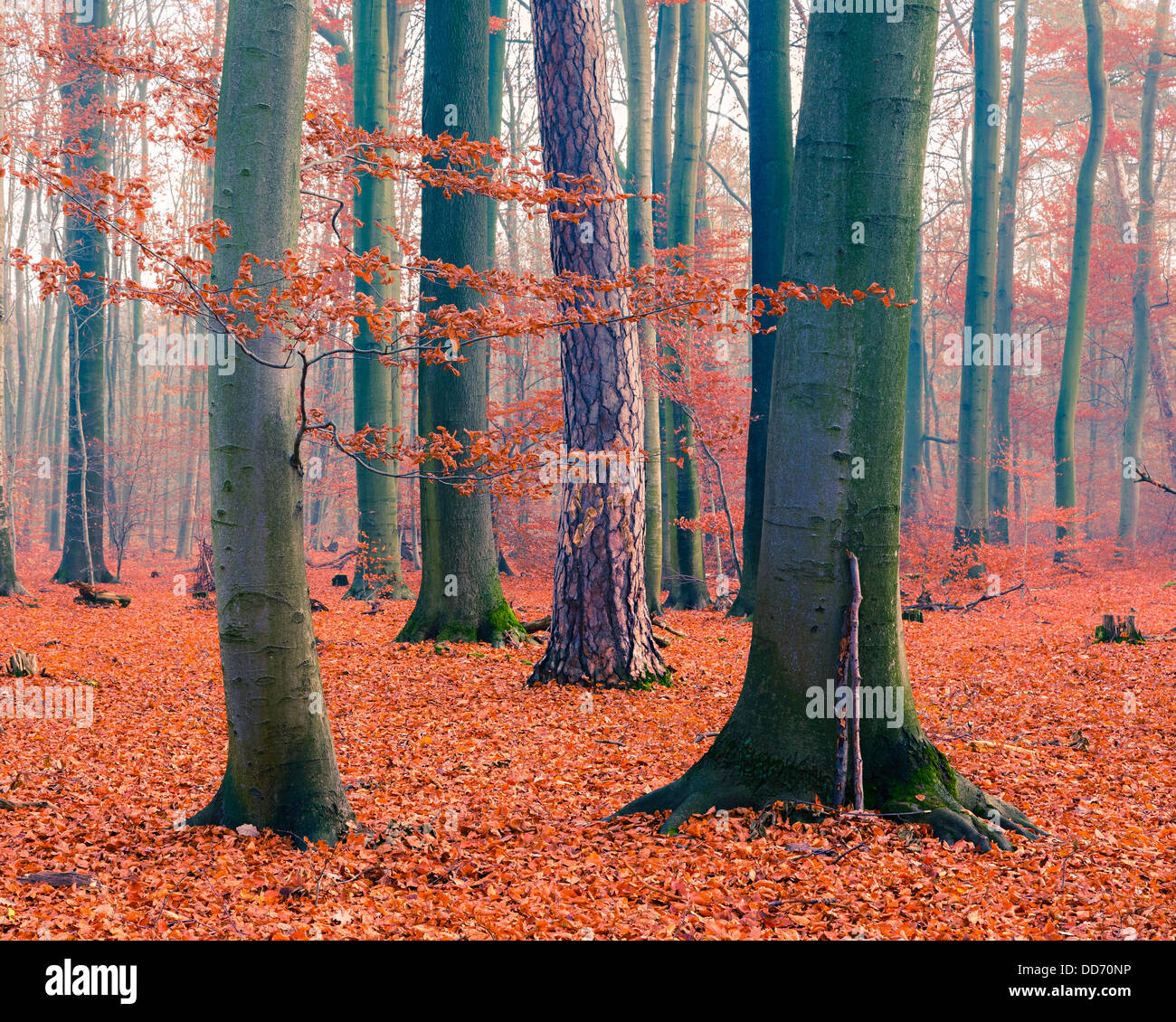 Foggy autumn forest Stock Photo - Alamy