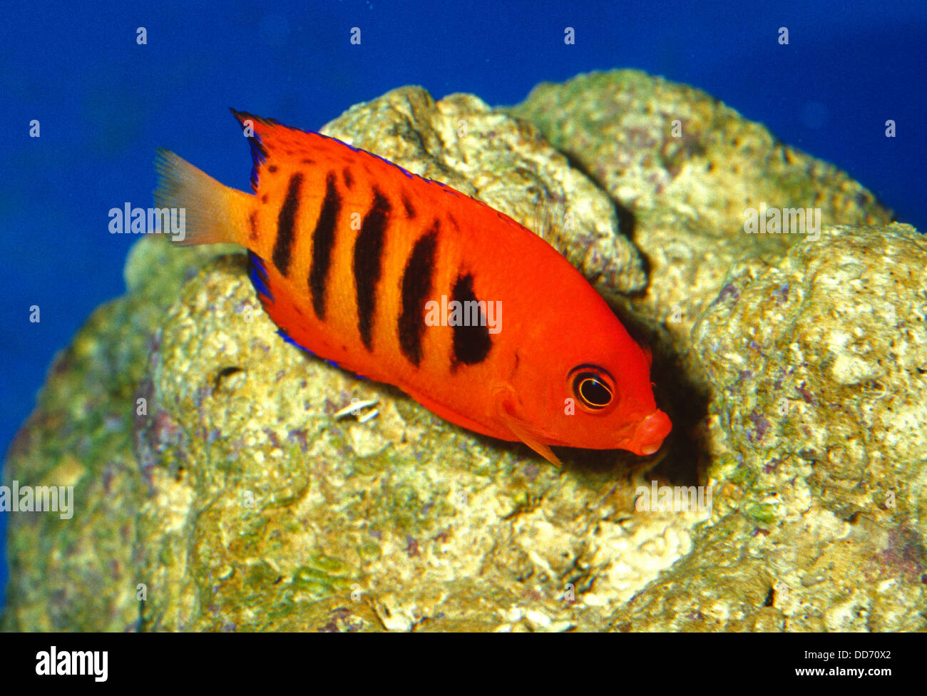 Flame Angelfish, Centropyge loriculus, Pamacanthidae, Indo-pacific Ocean Stock Photo
