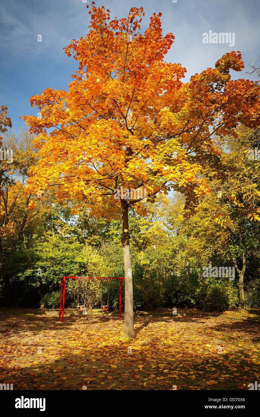 Autumn maple tree Stock Photo