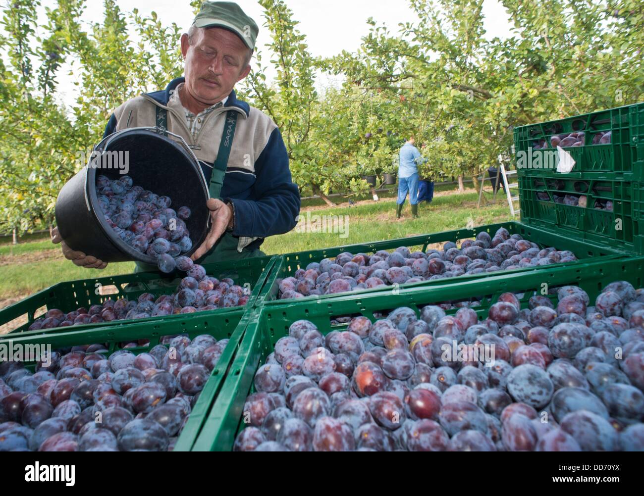 A Polish seasonal worker harvests plums on a plantation of the fruit