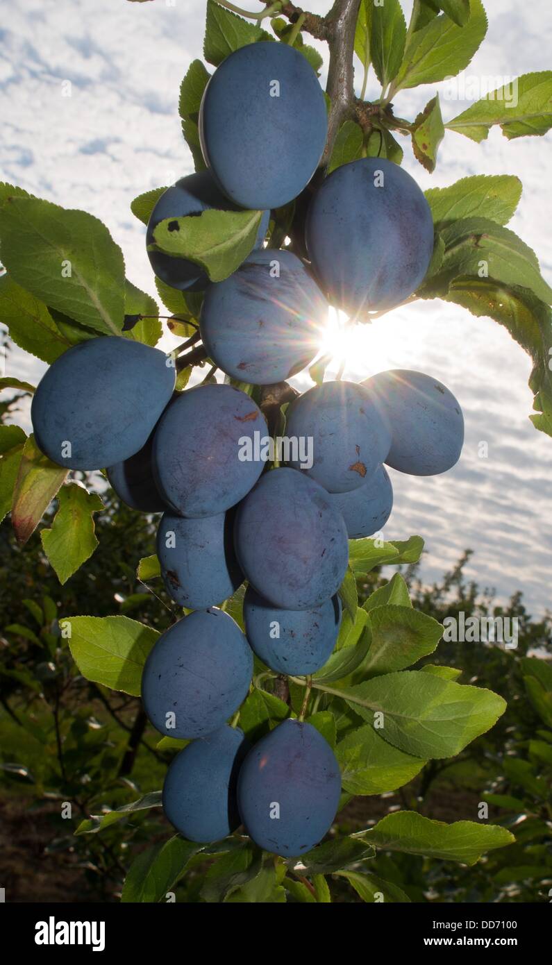 Plum harvests hires stock photography and images Alamy