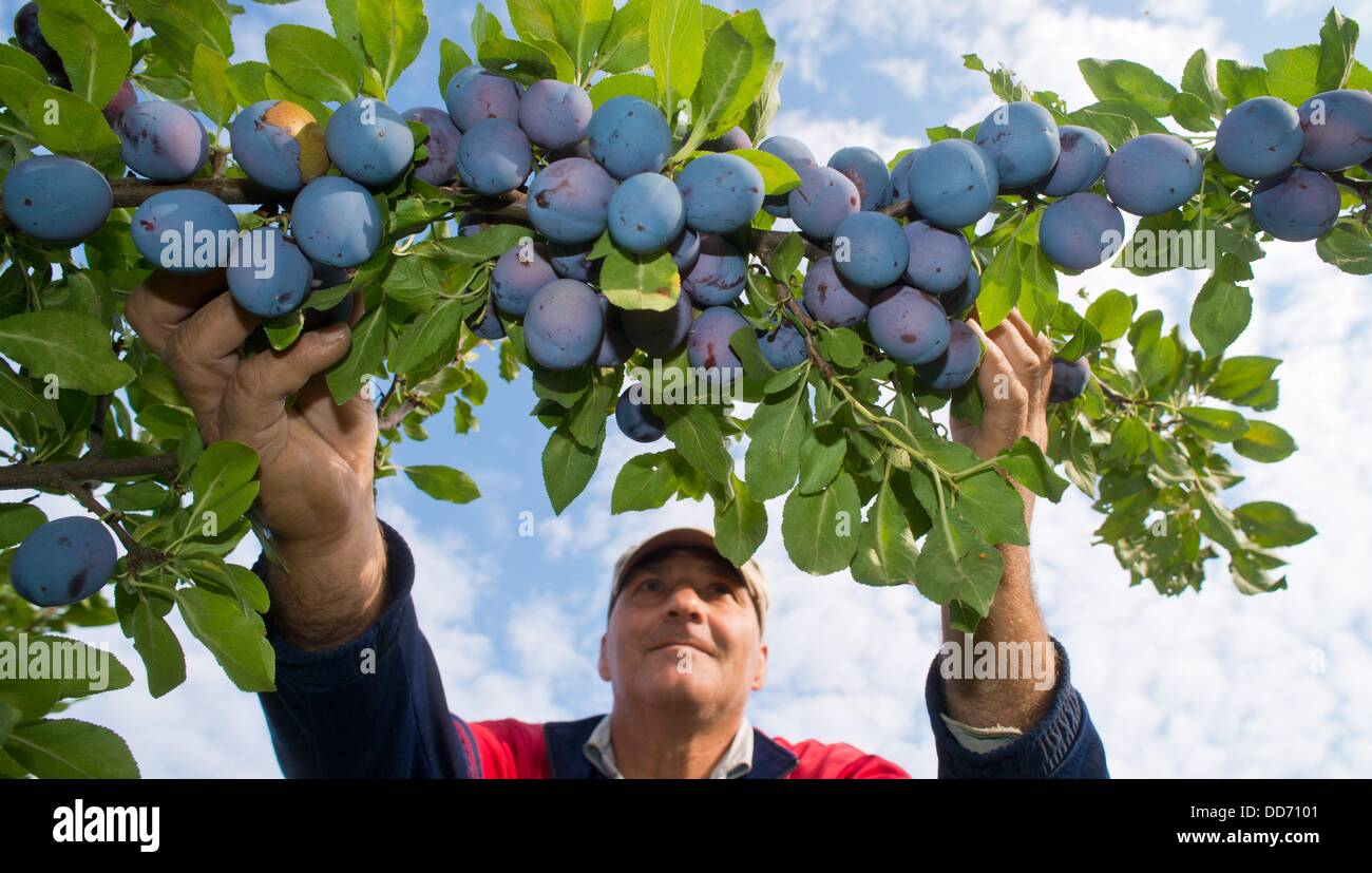 A Polish seasonal worker harvests plums on a plantation of the fruit farm Wilms in Frankfurt