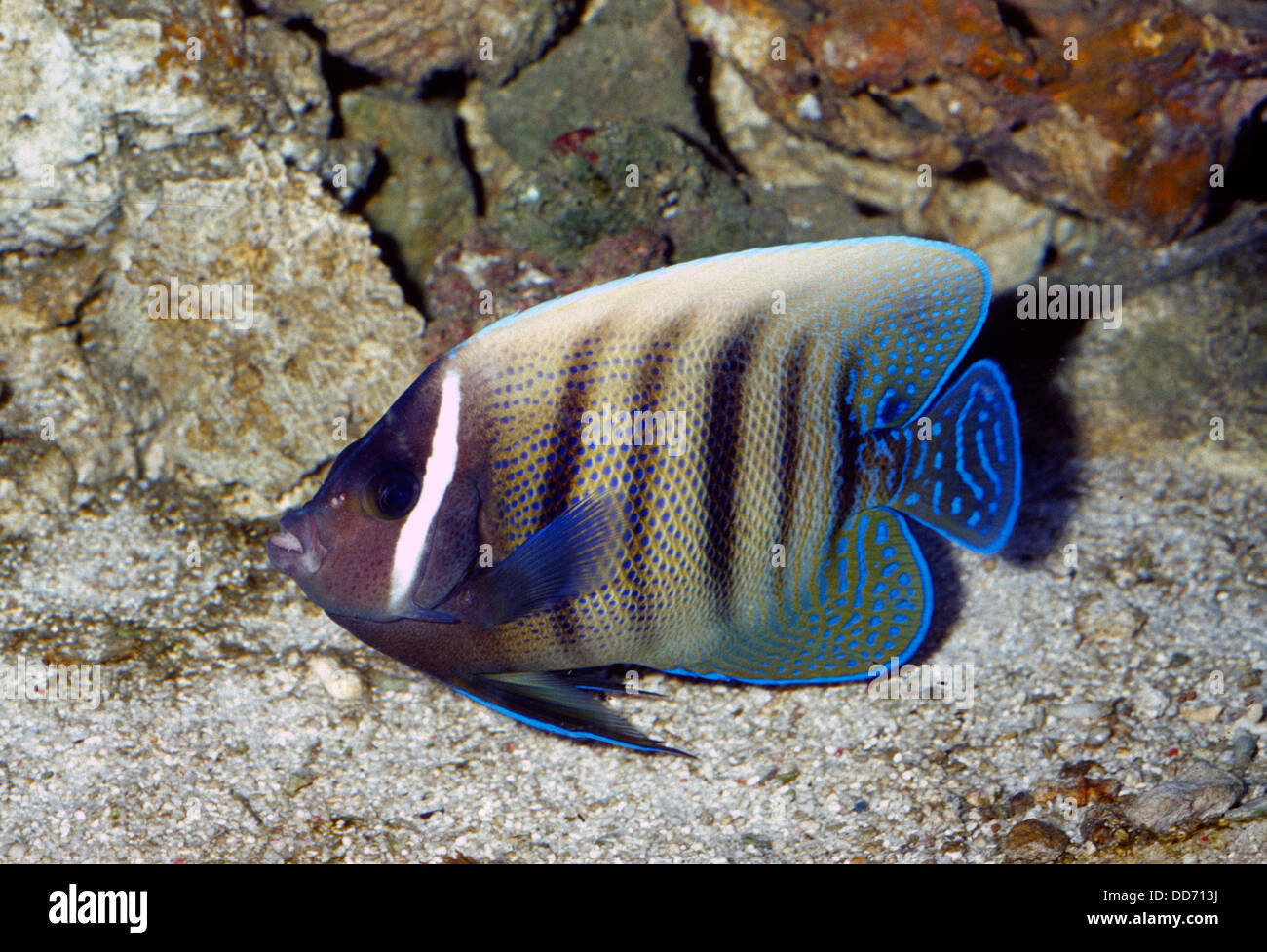 Sixbar angelfish, Pomacanthus sexstriatus, Pomacanthidae,Indo-pacific Ocean Stock Photo