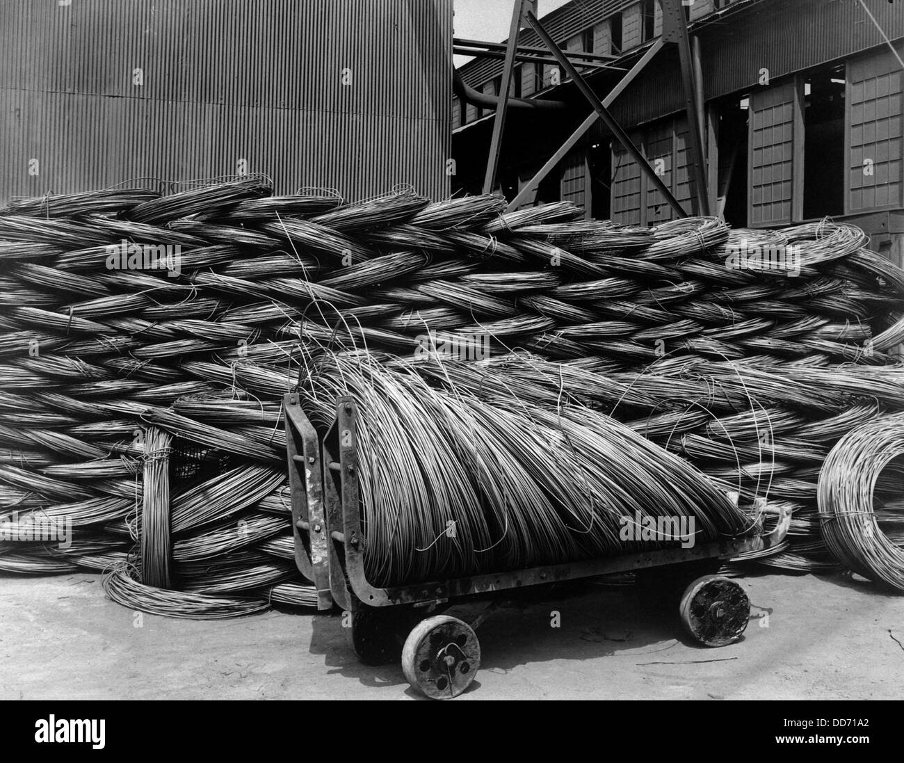 Wire rods, the raw material from which steel wire is drawn. Barbed wire was an essential defensive barricade used in the trench Stock Photo