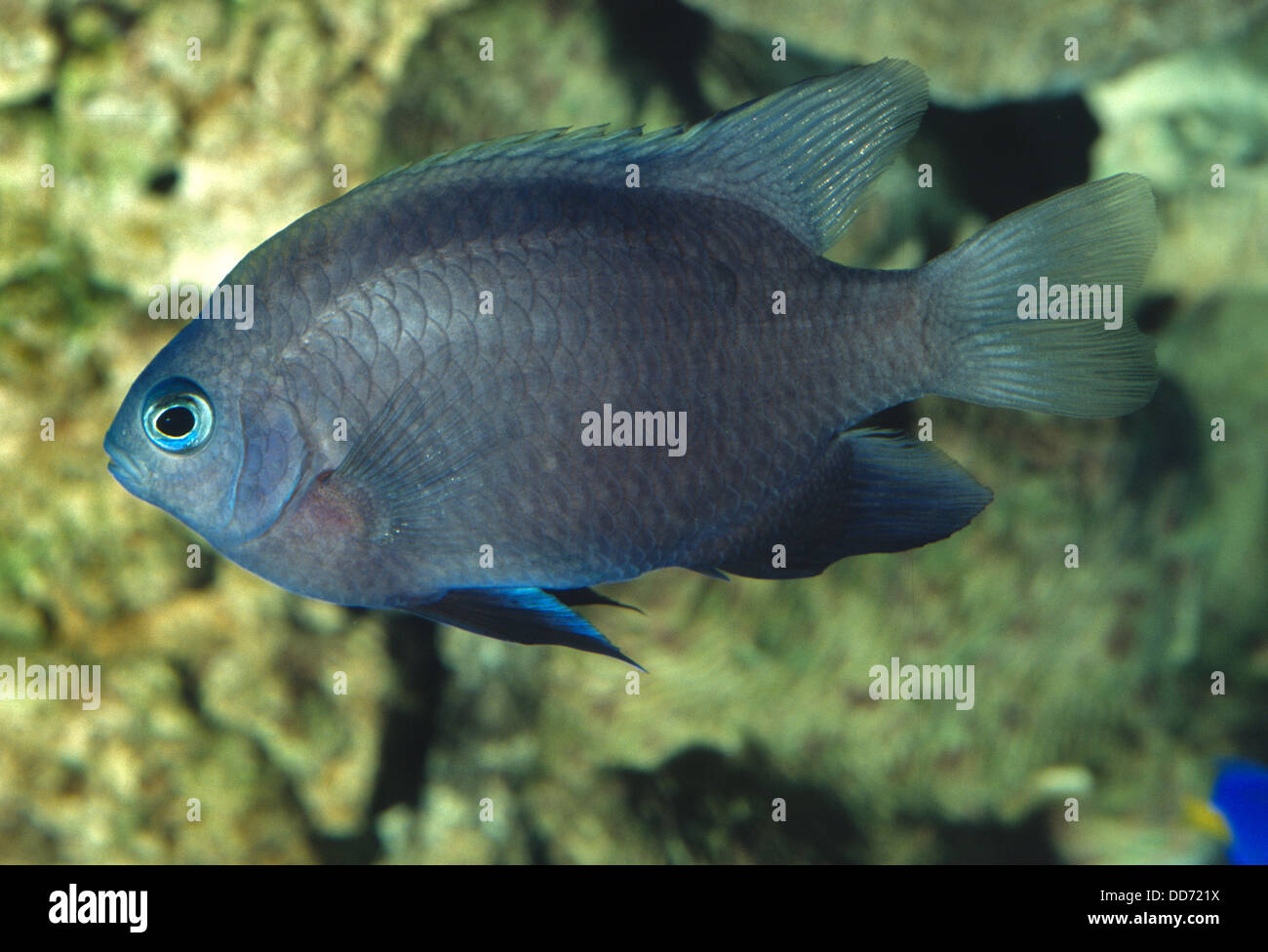 Young Bluefin Damsel Fish, Neoglyphidodon melas, Pomacenthridae, Indo-Pacific Ocean Stock Photo