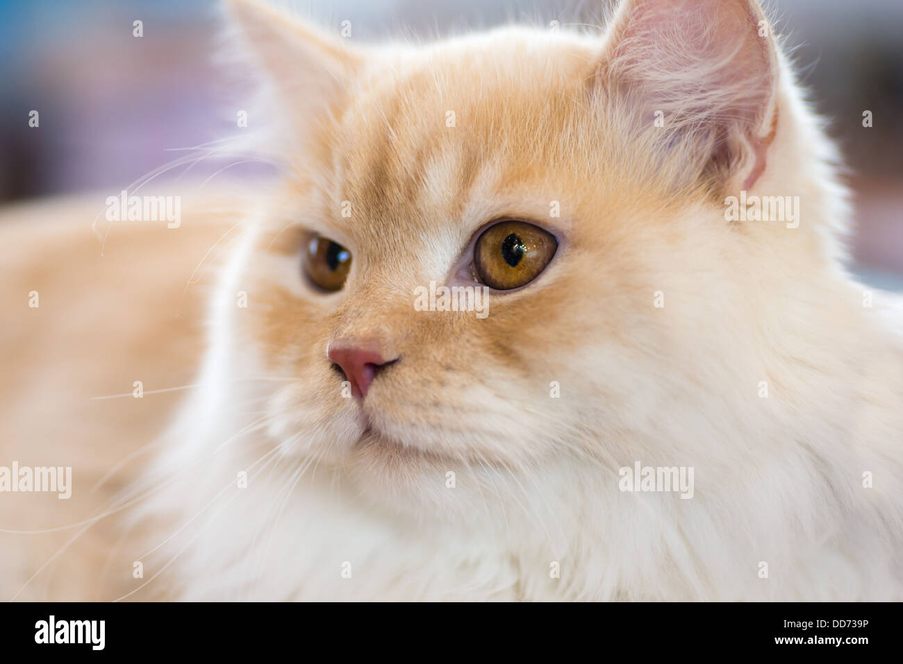 Cats and dogs: relaxed orange-white cat, close-up portrait, selective focus, natural blurred background Stock Photo