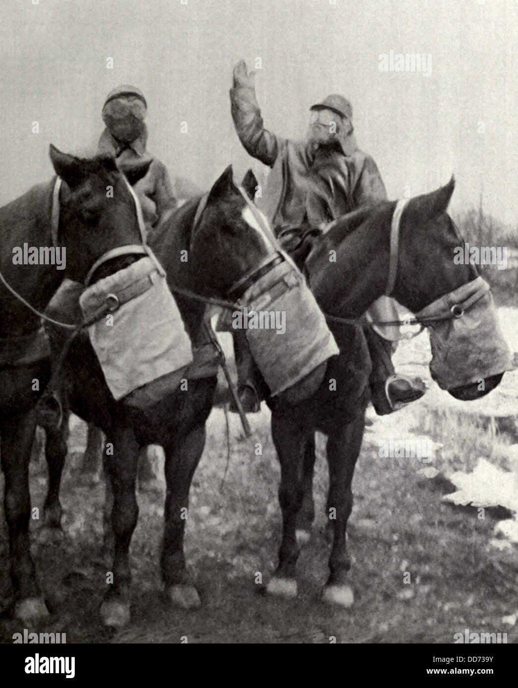 Gas masks world war one animals hi-res stock photography and images - Alamy