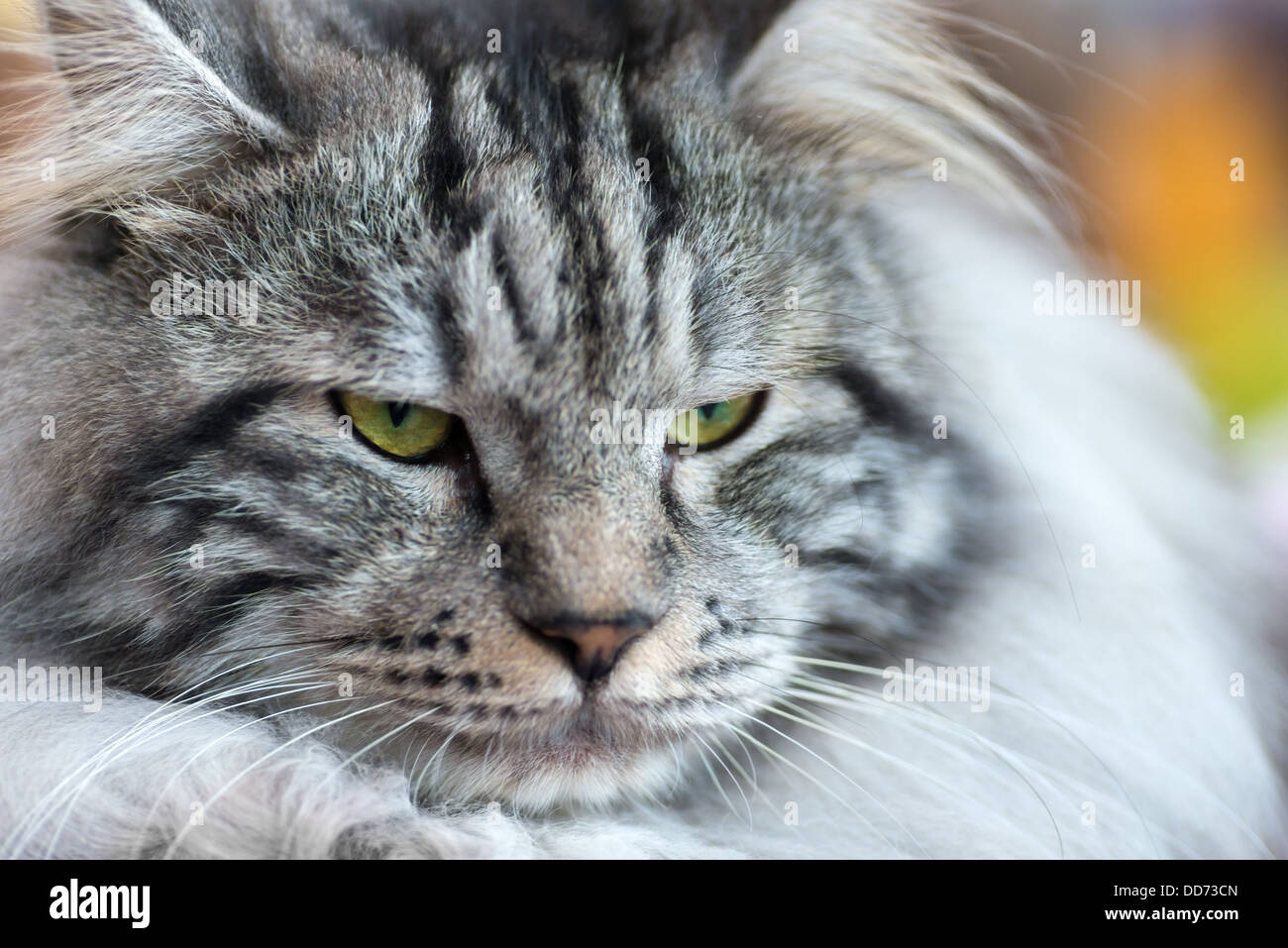 Cats and dogs: gray-white Kurilian Bobtail cat, close-up portrait, selective focus, natural blurred background Stock Photo