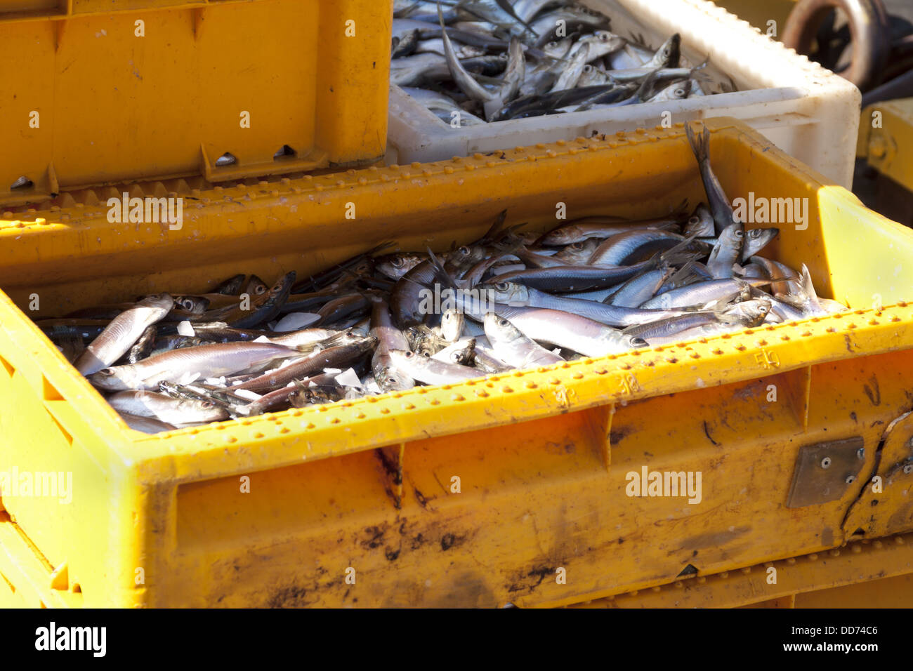 Fresh sea fishes in boxes Stock Photo - Alamy