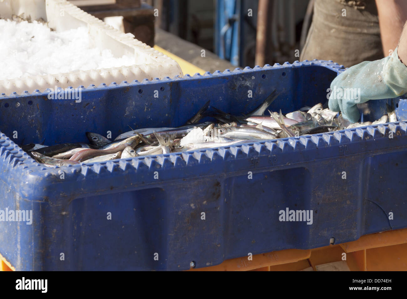 Fresh sea fishes in boxes Stock Photo - Alamy