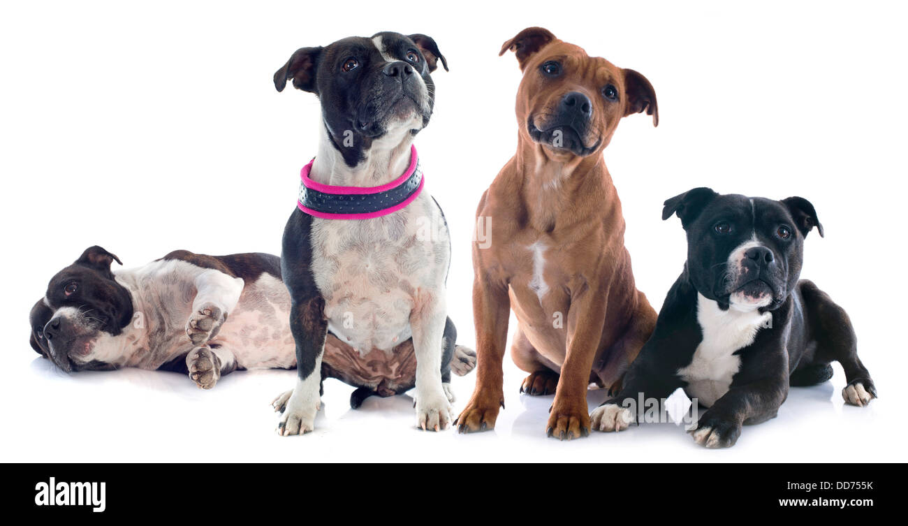 portrait of two staffordshire bull terrier in front of white background Stock Photo
