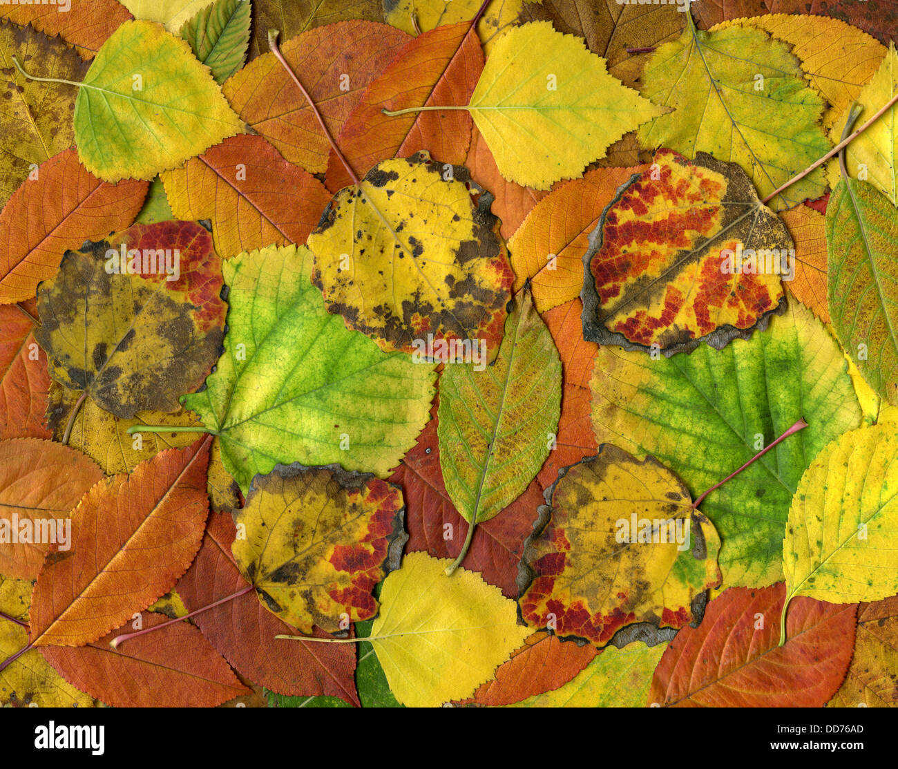 Colorful background of autumn leaves Stock Photo - Alamy