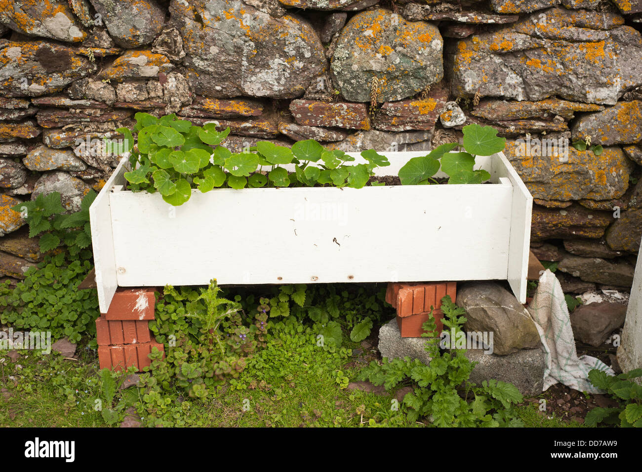 Old bookcase being used as a garden planter growing Nasturtiums Stock Photo