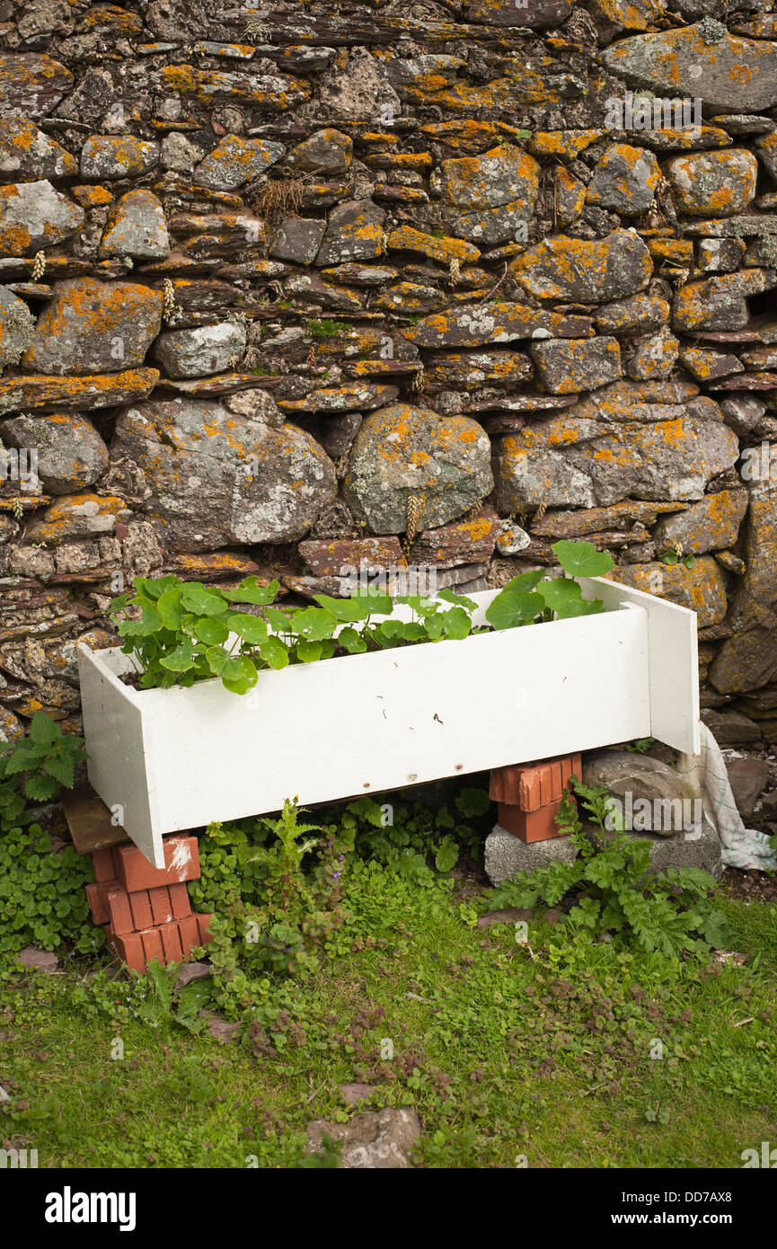 Old bookcase being used as a garden planter growing Nasturtiums Stock Photo