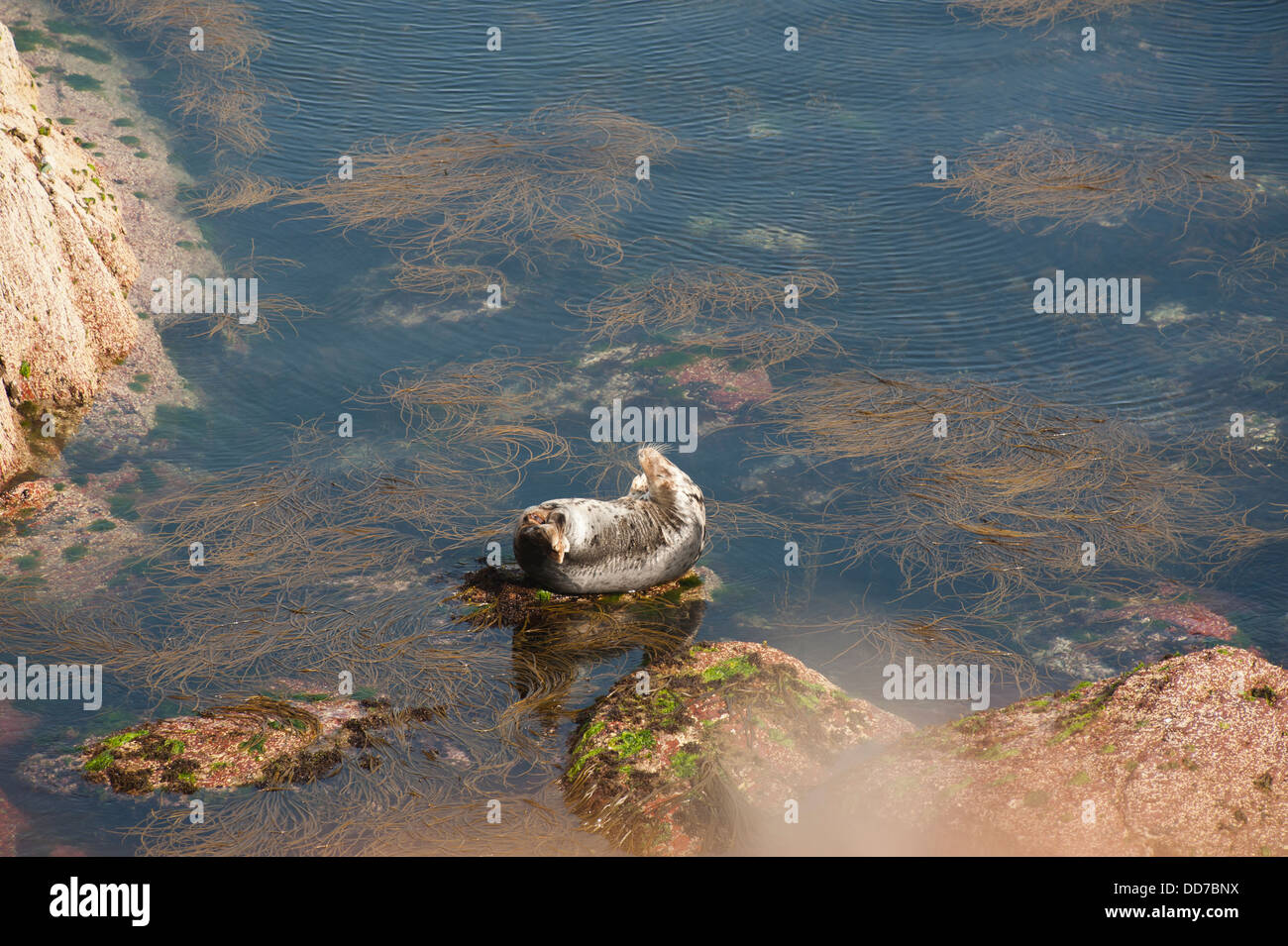 Atlantic Grey Seal, Halichoerus grypus, basking on a rock, Skokholm Island, South Pembrokeshire, Wales, United Kingdom Stock Photo