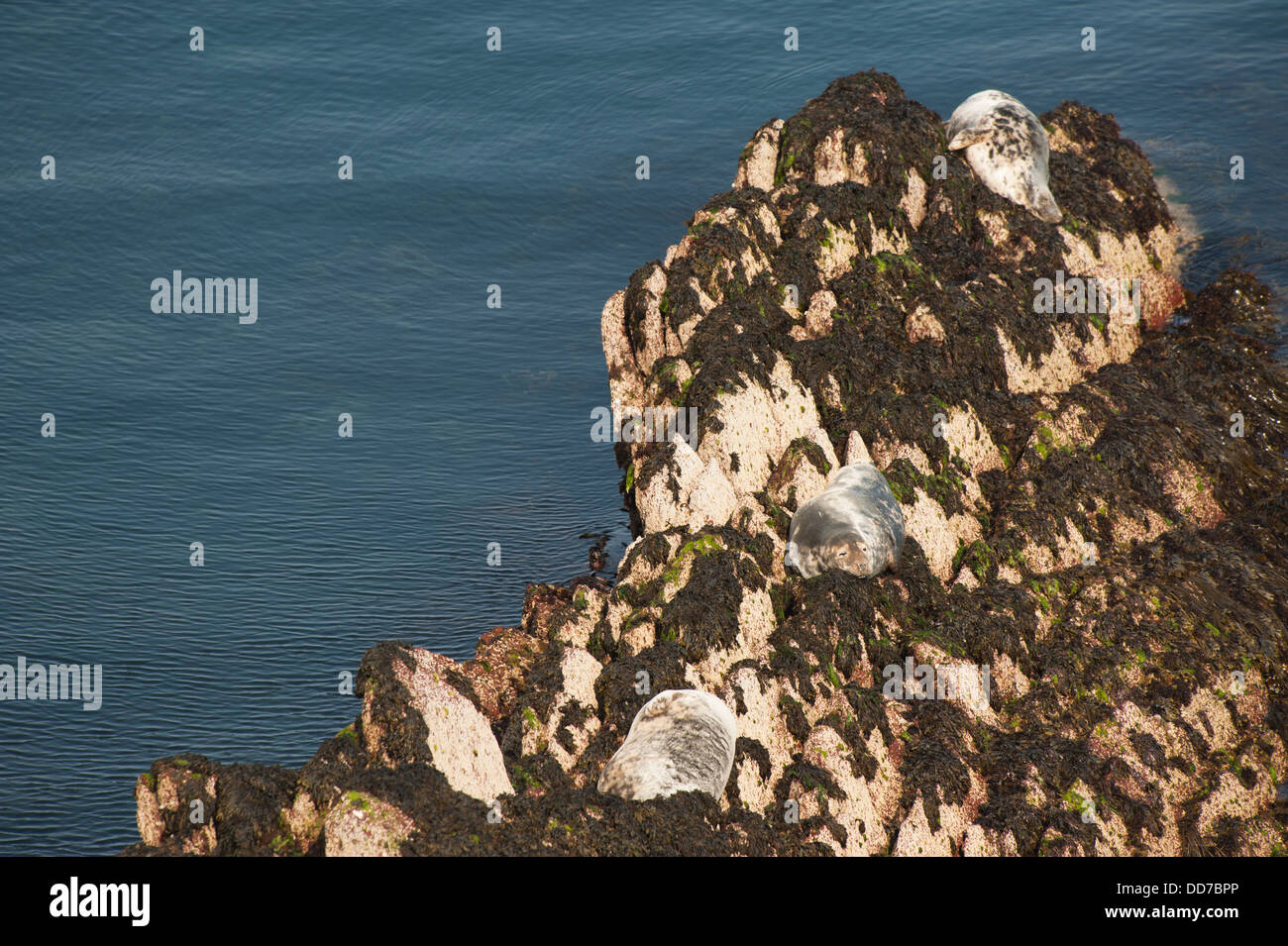 Atlantic grey seals hi-res stock photography and images - Alamy