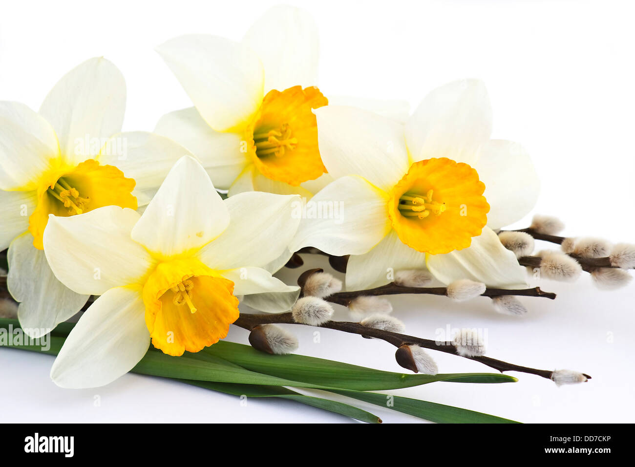 narcissus bouquet isolated on white background Stock Photo - Alamy