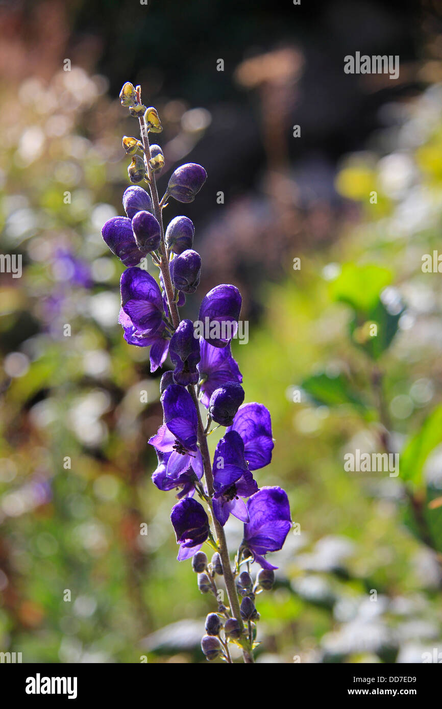 Blume, blauer Eisenhut, Aconitum napellus Stock Photo