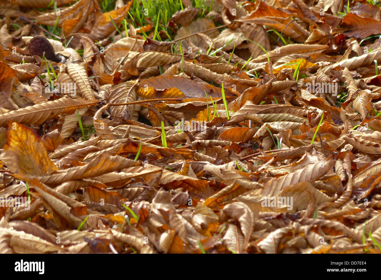Herbstlaub am Boden Stock Photo