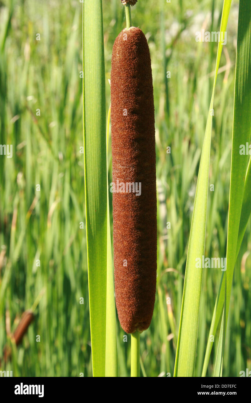 A brown bull rush growing among reeds in a marsh in Altona, Manitoba, Canada Stock Photo