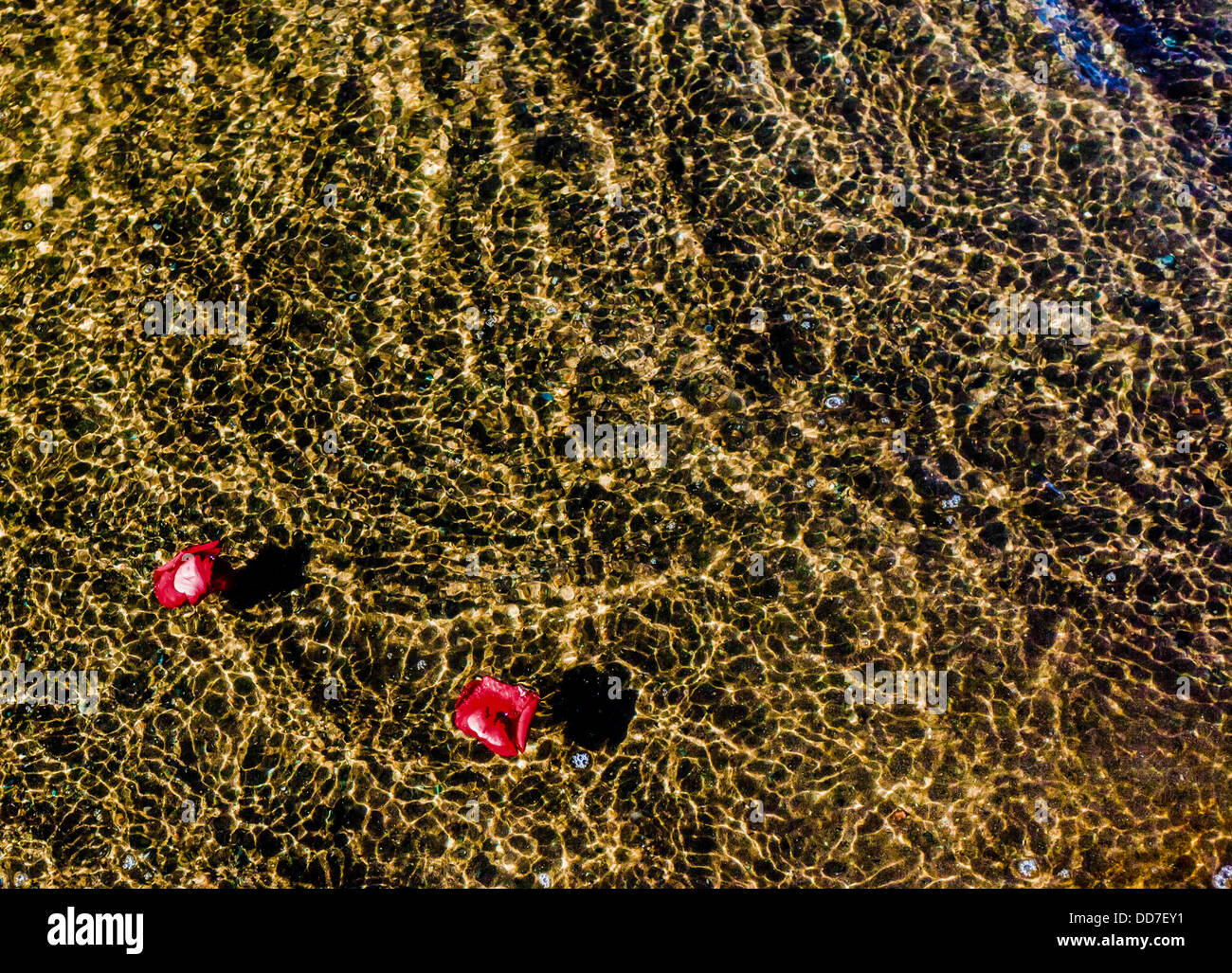 Rose petals floating in water Stock Photo - Alamy