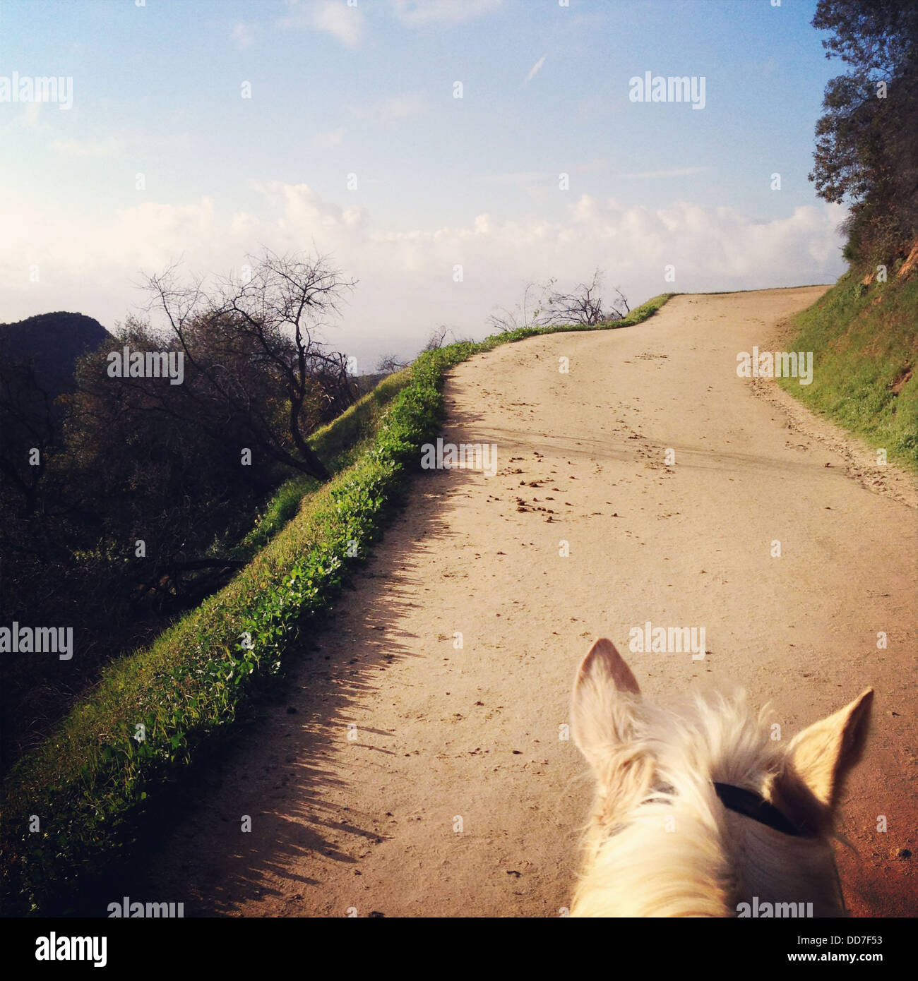 Horse walking on dirt road - Smartphone Captured Stock Image