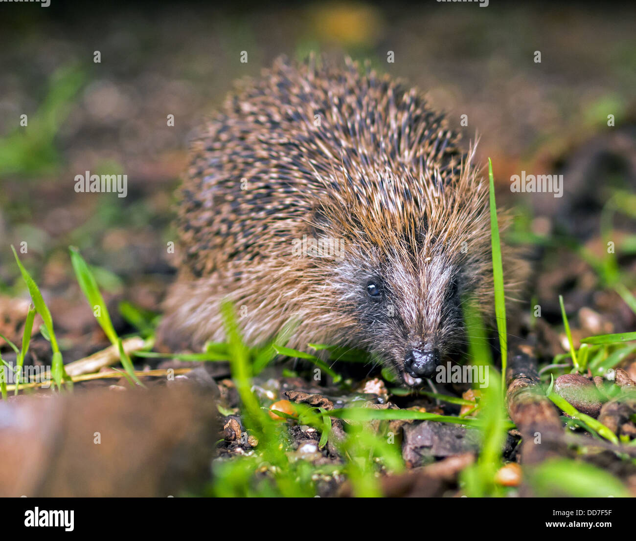 Hedgehog Eating Stock Photo