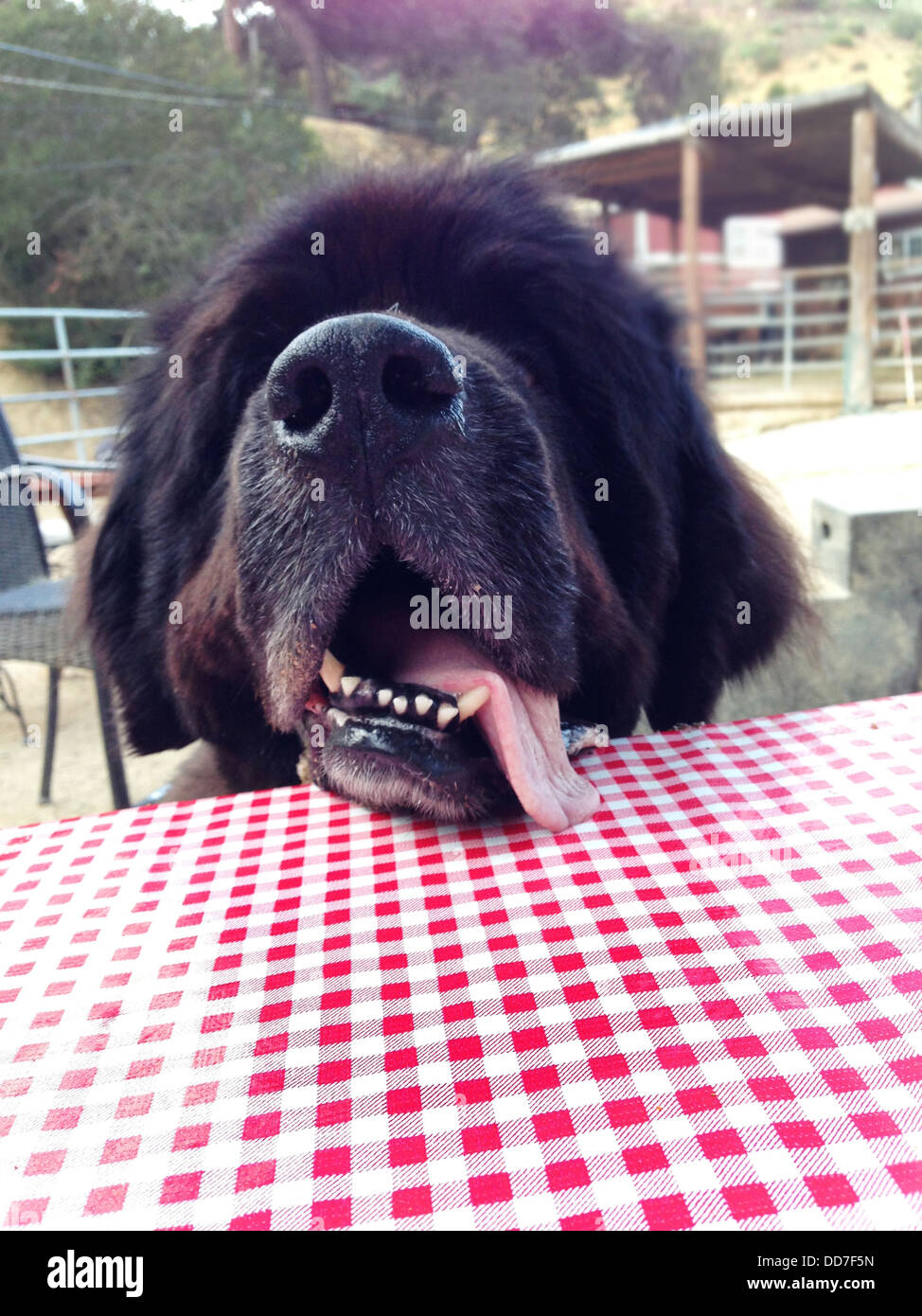 Dog panting on picnic table - Smartphone Captured Stock Image