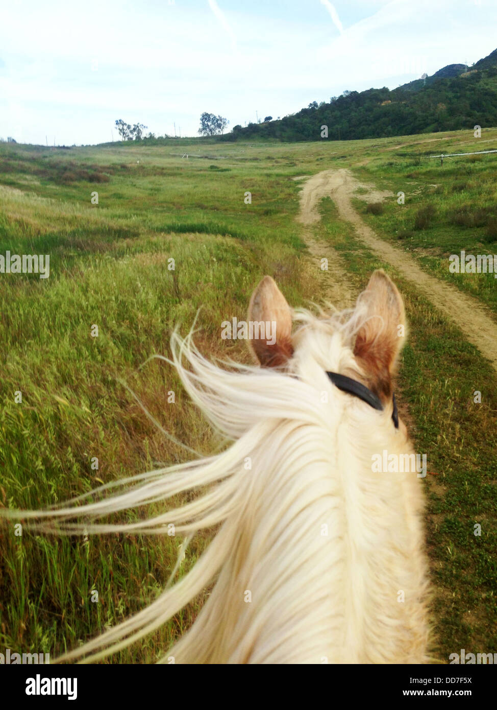 Horse walking on dirt road - Smartphone Captured Stock Image