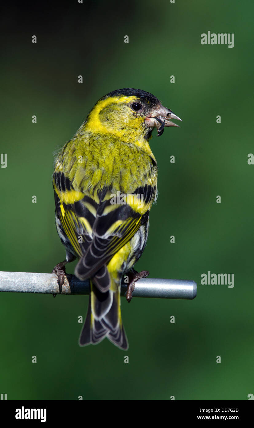 close up portrait  of a male siskin perched on a garden feeder Stock Photo