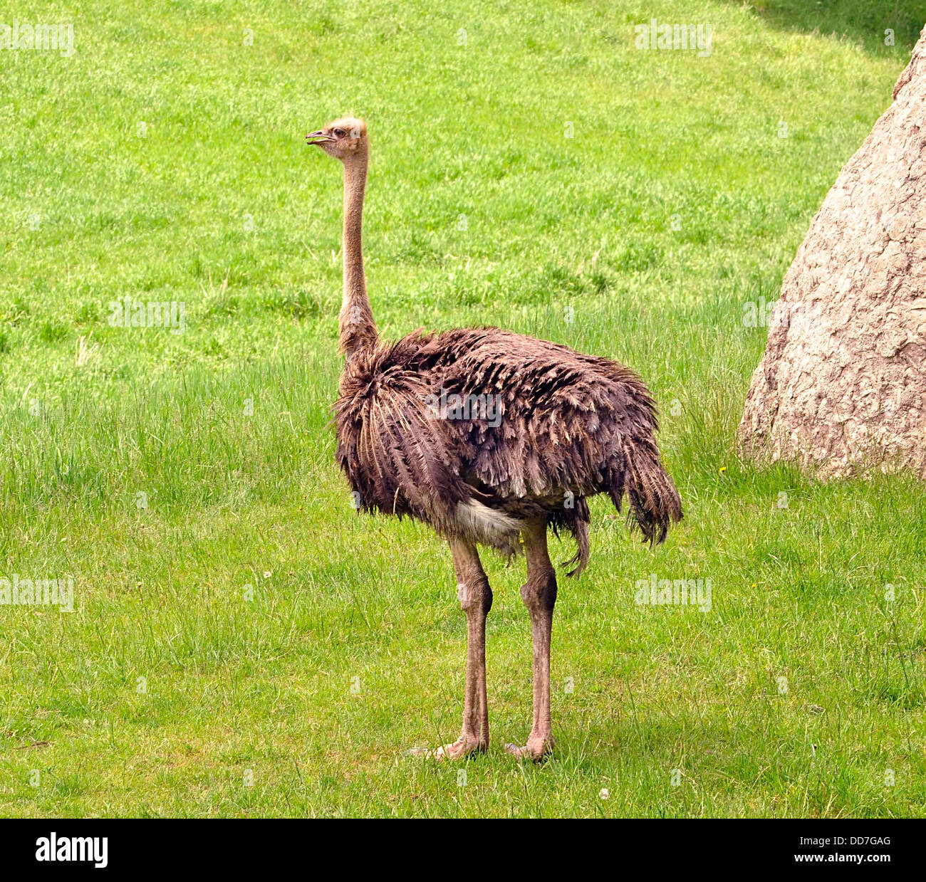 Ostrich leg hi-res stock photography and images - Alamy