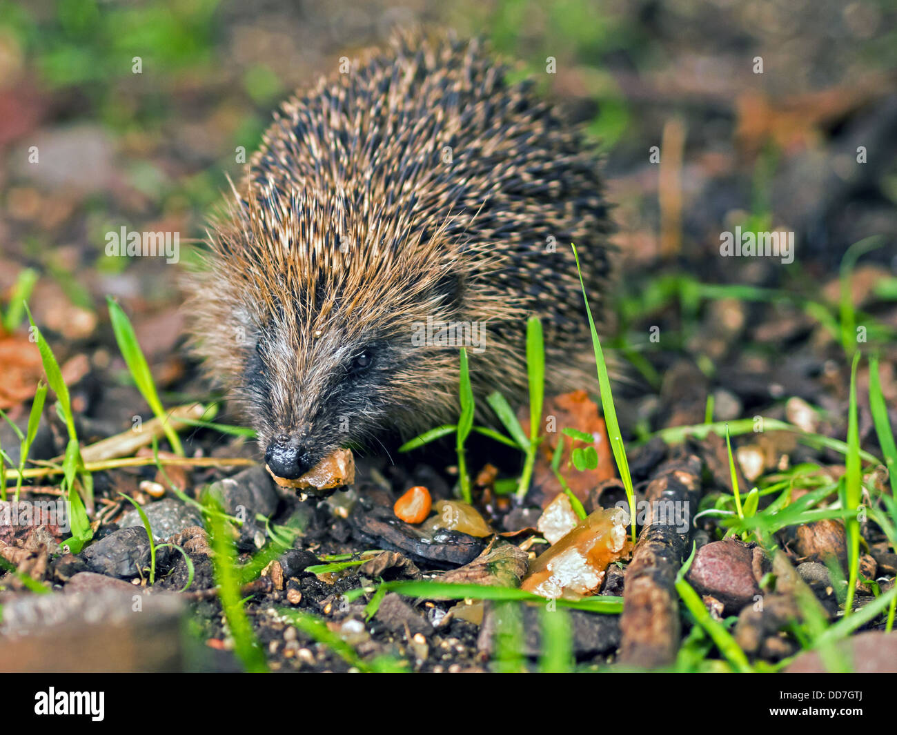 Hedgehog's Lifeline Stock Photo