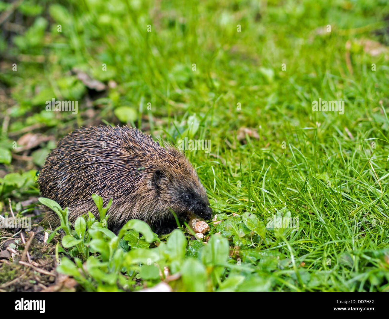 Hedgehog Finds A Tasty Treat Stock Photo Alamy