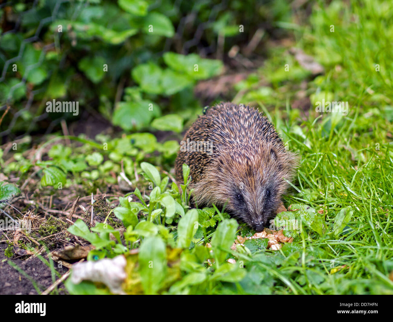 Hedgehog Eating Chicken Cat Food To Survive Stock Photo Alamy