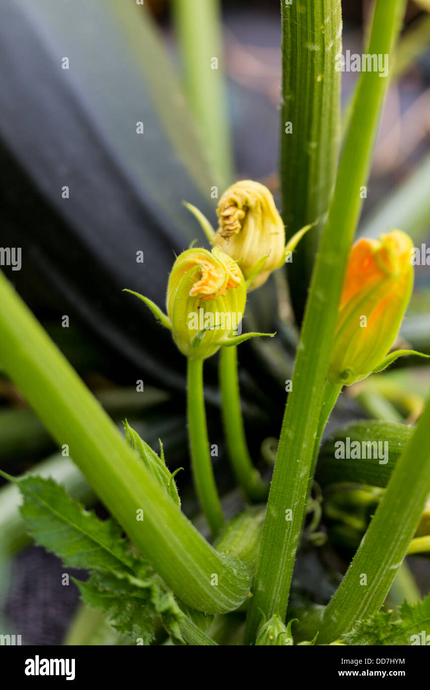 courgette flowers Stock Photo Alamy